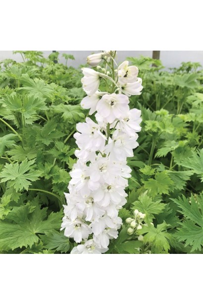 Листя і стебла дельфініуму в ранній стадії росту